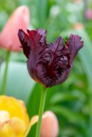 Tulip Black Parrot